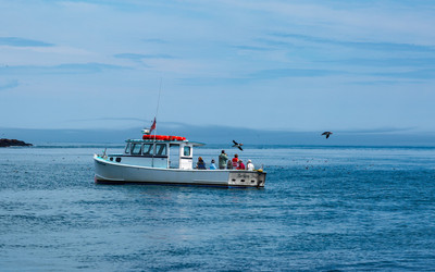 Watching Puffins Fly