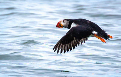 Strong flap