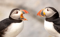 Atlantic Puffins Chatting