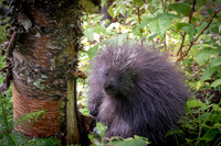 Porcupine
