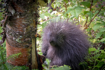 Porcupine
