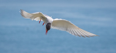 Arctic tern diving2