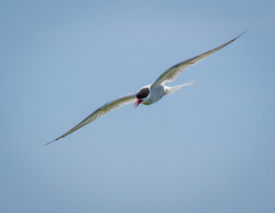 Arctic Tern flying