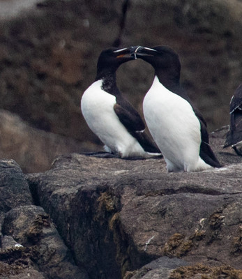 Razorbill kiss