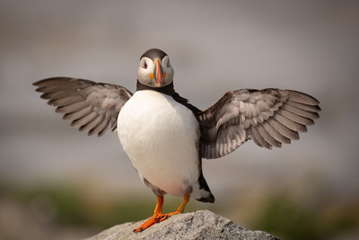Puffin winging it