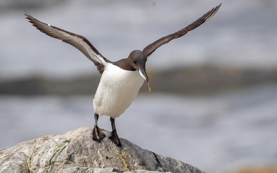 Murre lifting off