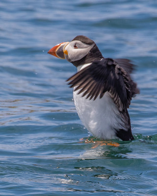 Puffin shake