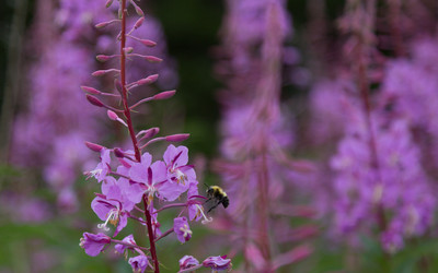 Fireweed (Chamerion angustifolium)