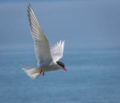 Arctic Tern3