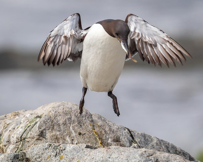 Murre Lift off