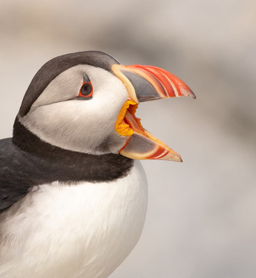 Closeup Puffin Mouth