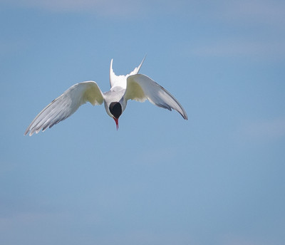 Arctic Tern diving