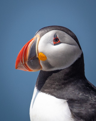 Closeup Puffin against sky
