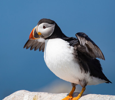 Puffin landing