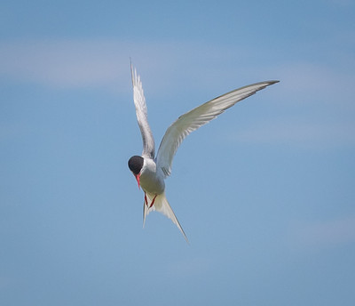 Arctic tern hovering