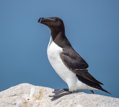 Razorbill 2