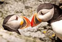 Atlantic_Puffins_Billing_(kissing)