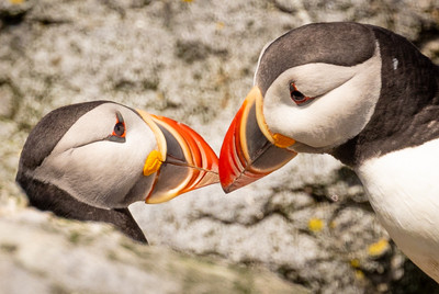 Atlantic_Puffins_Billing_(kissing)