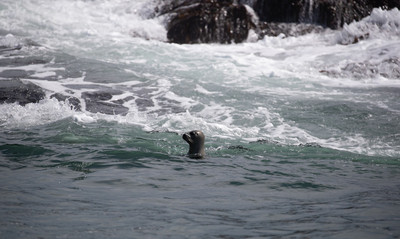 Harbor Seal swimming