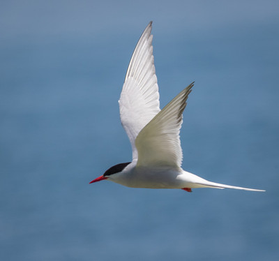 Arctic tern2