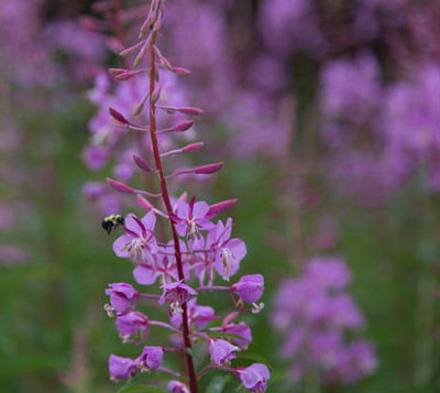 Fireweed and bee