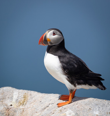 Puffin profile in blue
