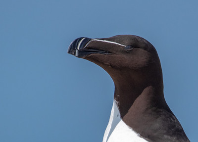 Razorbill closeup
