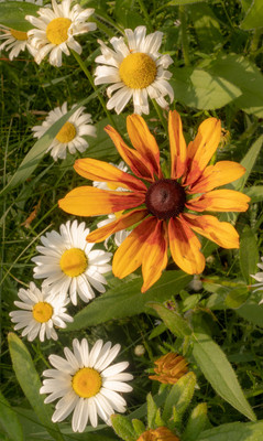 A Daisy Day