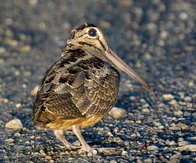 American Woodcock