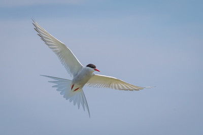 Arctic tern wings wide