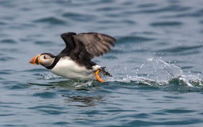 Puffin take off