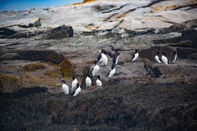 Murres on rock