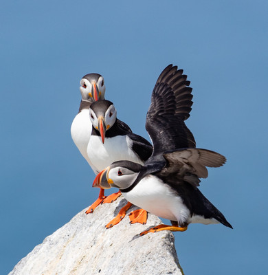 Puffin Cliffhangers