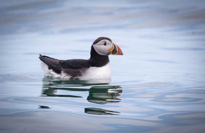 Resting Puffin