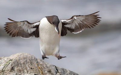 Murre hopping