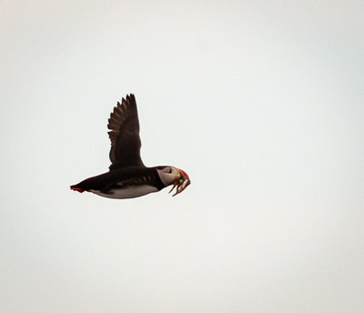 Puffin flying with fish