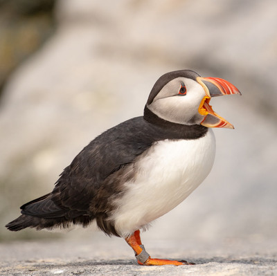 Atlantic Puffin Mouth