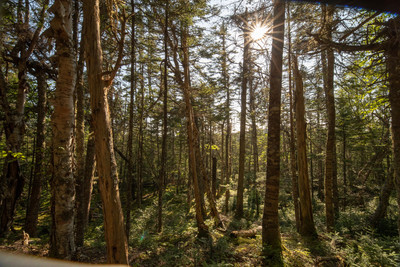 Forest walk
