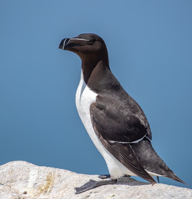 Razorbill