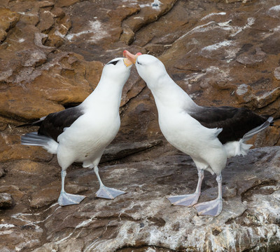 Black-browed albatross kiss