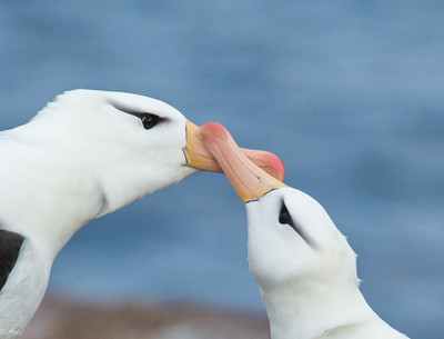 Blackbrowed Albatross Kissing, Falkland Islands