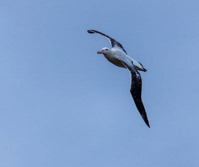 Wandering albatross