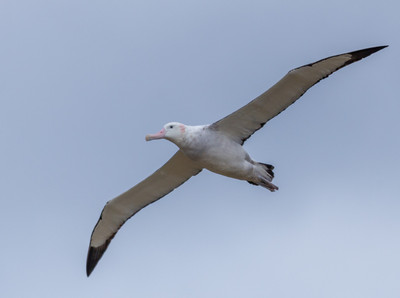 Wandering Albatross Adult Flying