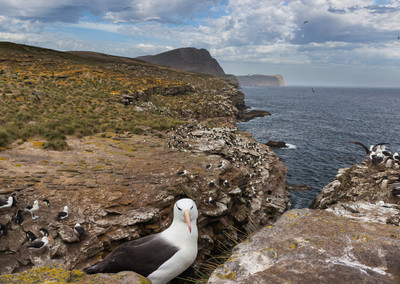 Black-browed albatross in nesting colony