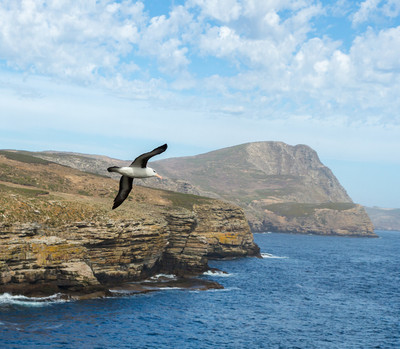 Black-browed albatross flying