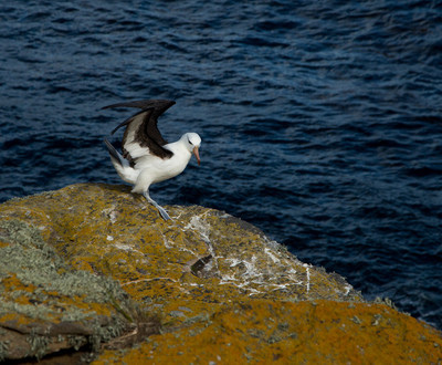 Black-browed albatross