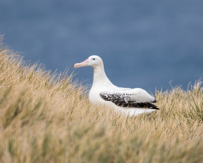 Wandering Albatross Adult on Nest5