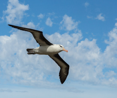 Black-browed albatross