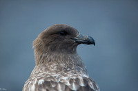 Seabirds
