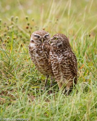 Burrowing Owl Mates